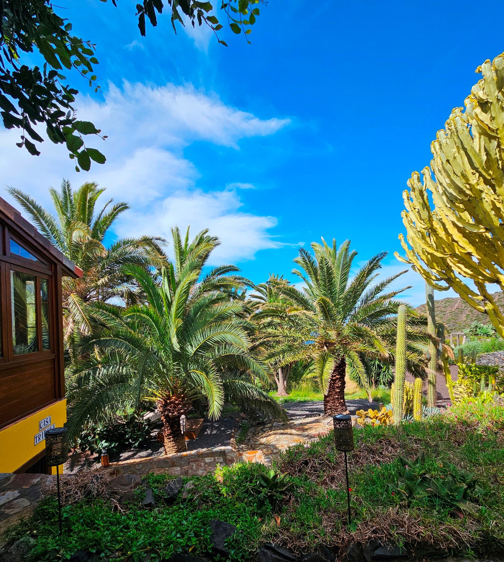 Tazo auf Gomera mit Palmen, Kakteen und Meerblick