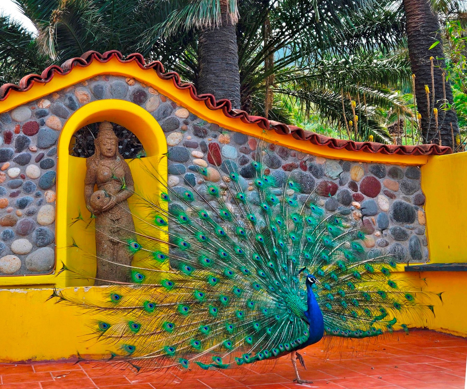 Pfau in Tazo