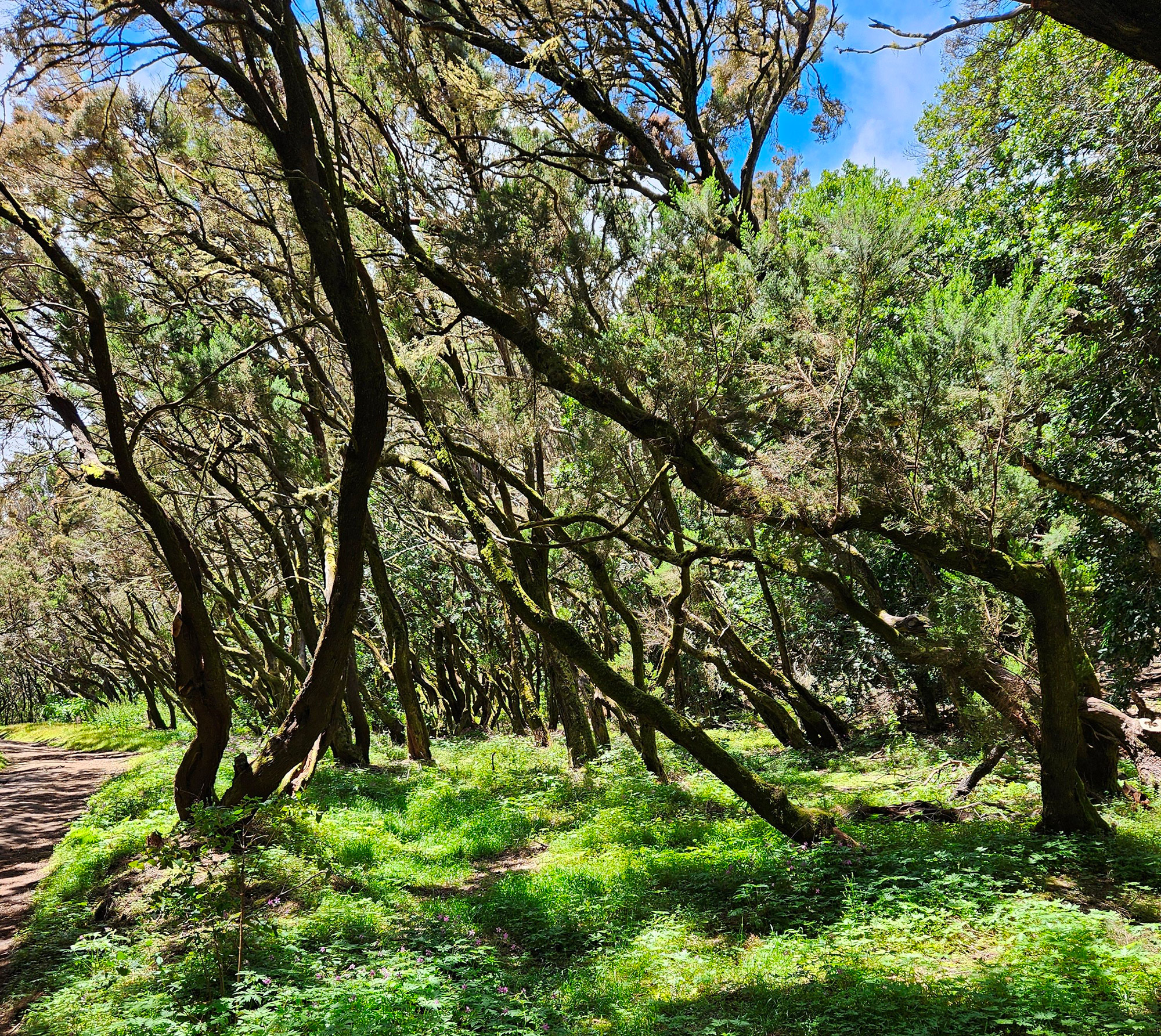 Wald auf Gomera