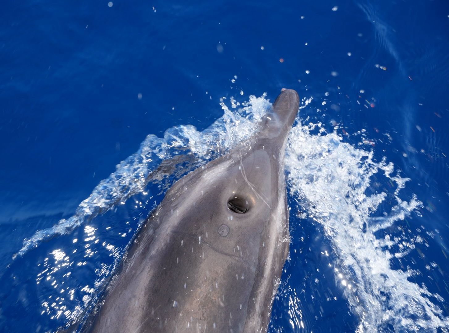 Delfin vor Gomera